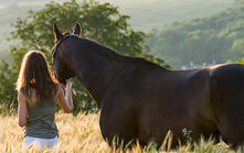 Allspan German Horse