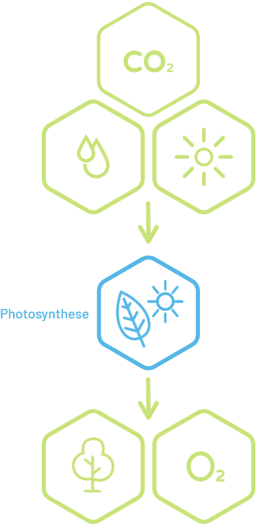 Der natürliche Entstehungsprozess von Cellulose.