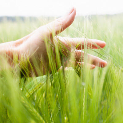 Erneuerbare Ressourcen