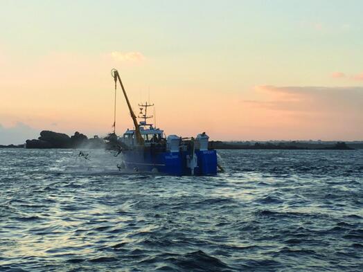 Alternativquelle für Alginatprodukte