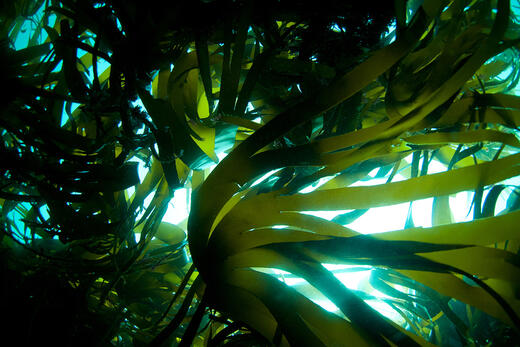 Wichtige Vorteile und Anwendungen