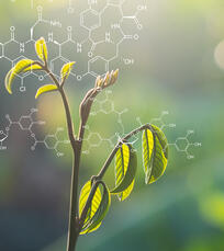 Pflanzenfaser-Technologie